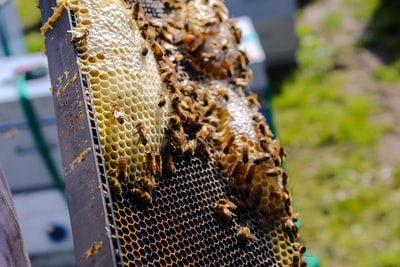 蜜蜂蜂巢上的宏观照片